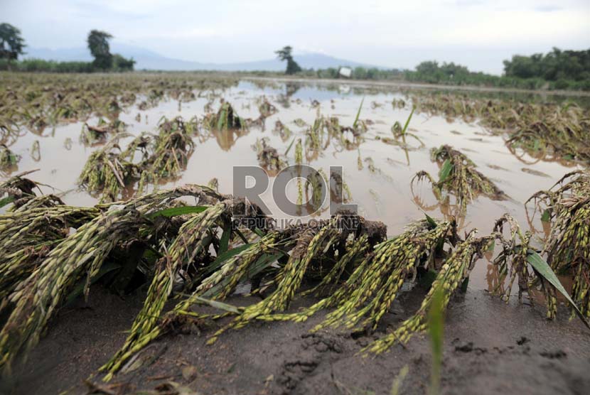 Sawah rusak diterjang Lahar Dingin