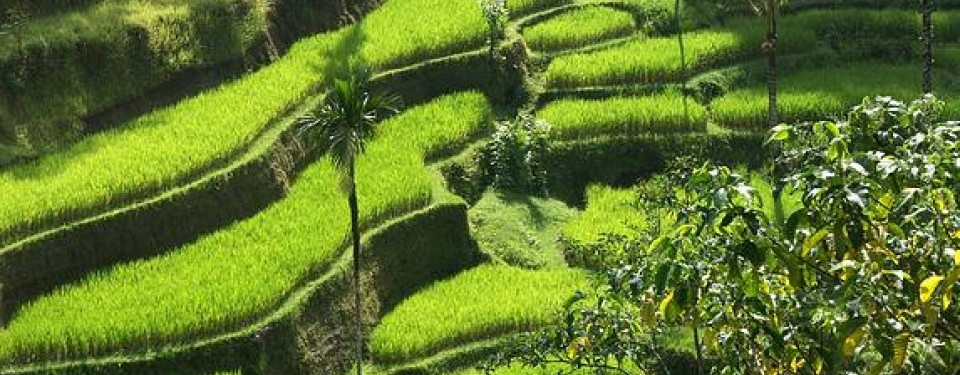 Sawah terasering di Bali.