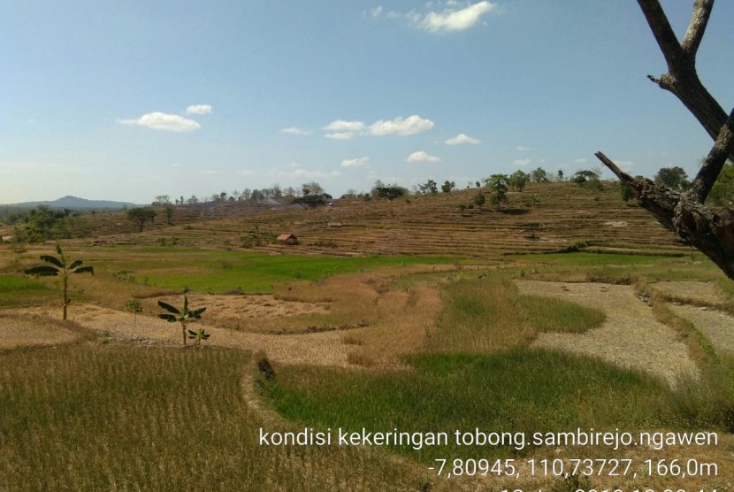 Sawah yang mengalami kekeringan di Gunung Kidul Yogyakarta