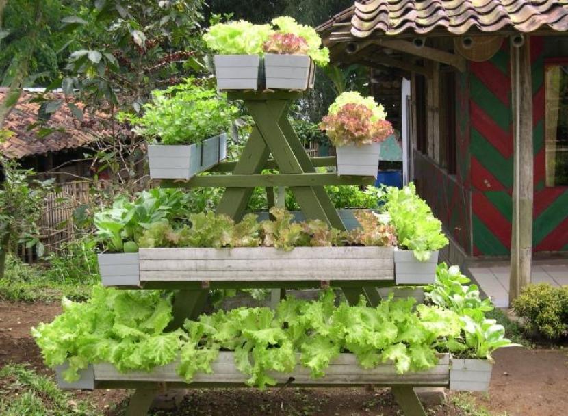 Sayuran pekarangan menjadi solusi untuk memenuhi kebutuhan pangan keluarga, (ilustrasi). 