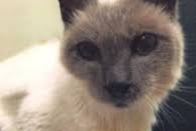Scooter, kucing Siam berusia 30 tahun dari Mansfield di Texas dinobatkan sebagai kucing tertua di dunia oleh Guinness World Records.