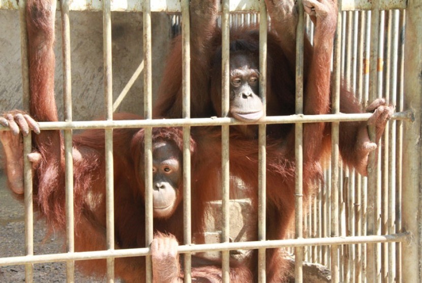 Sebanyak 14 orangutan tiba di Lanud Halim Perdanakusuma, Kamis (13/11).