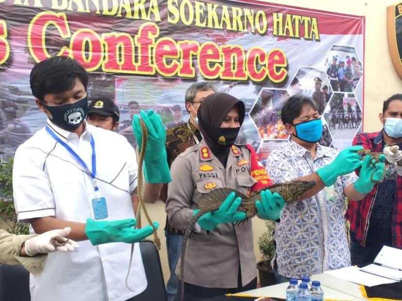 Sebanyak 153 reptil langka asal Indonesia Timur, ditemukan dalam empat peti di Terminal Kargo Bandara Internasional Soekarno Hatta, Tangerang, Banten, Jumat (5/6).