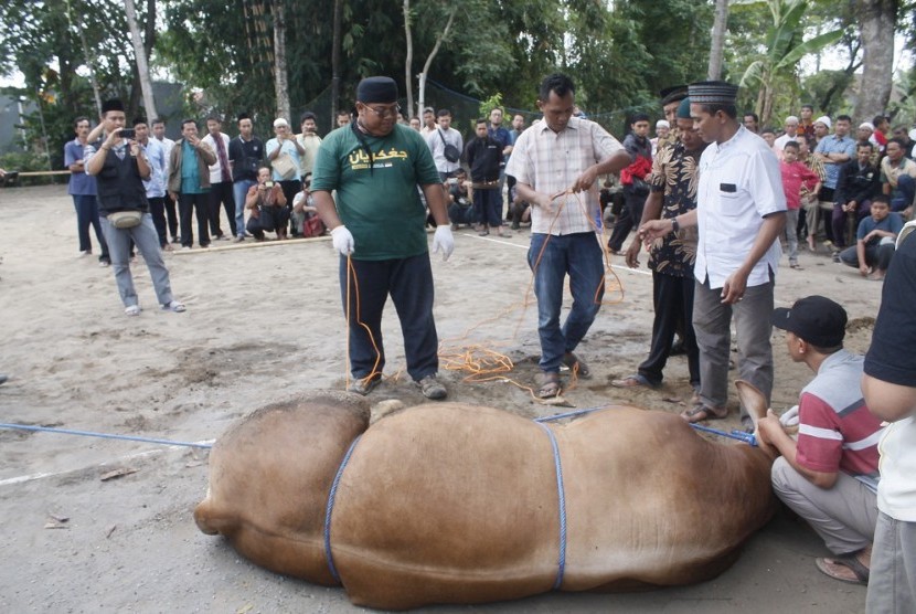 Takmir masjid mengikuti pelatihan penyembelihan hewan qurban (ilustrasi).