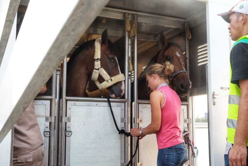 Sebanyak 17 ekor kuda peserta cabang olah raga equestrian asal Liege, Belgia mendarat di Bandara Soekarno Hatta