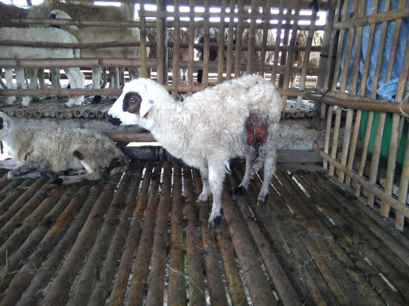 Sebanyak 21 ekor kambing milik warga di Desa Wanantara, Kecamatan Sindang, Kabupaten Indramayu diserang makhluk misterius. Dari 21 ekor itu, kini hanya tersisa empat ekor yang masih hidup. Sedangkan sisanya mati. 