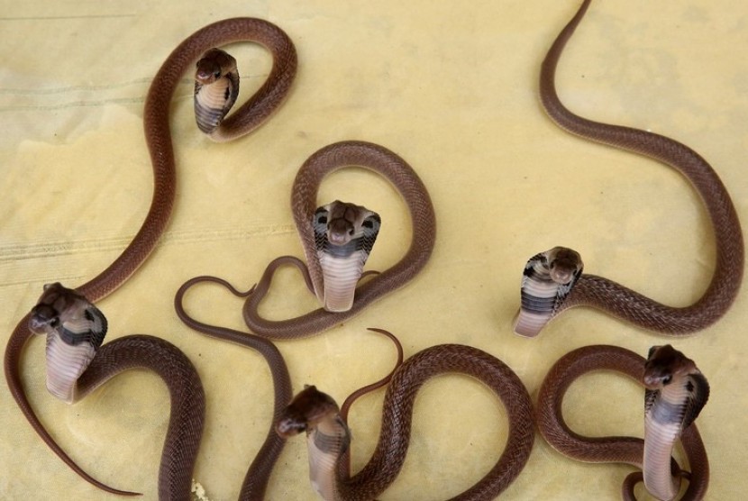 Sebanyak 34 ekor ular kobra ditemukan di perumahan di Citayam,Kabupaten Bogor, Jawa Barat.