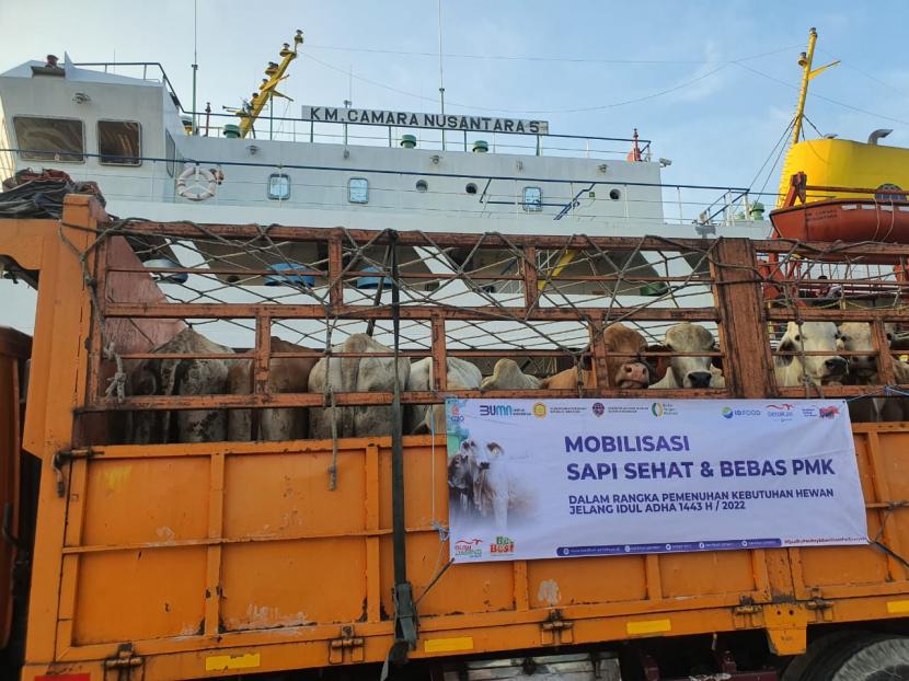 Sebanyak 450 ekor sapi yang terjamin bebas Penyakit Mulut dan Kuku (PMK) tiba di Pelabuhan Tanjung Priok, Ahad sore (19/6/2022). Sapi ini merupakan milik PT Berdikari United Livestock (BULS) Sidrap, Sulawesi Selatan yang diberangkatkan melalui Pare-Pare untuk memenuhi kebutuhan hewan menjelang Idul Adha wilayah Jabodetabek dan Bandung Raya.