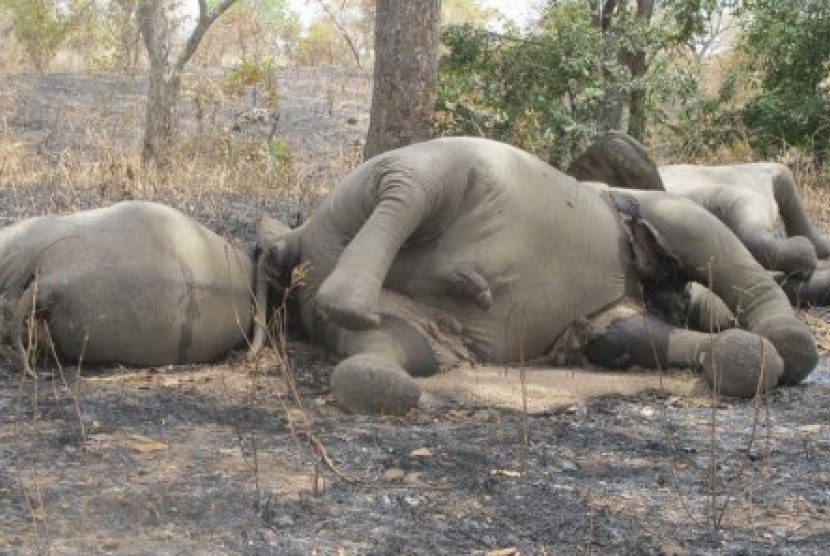 Sejumlah gajah dibunuh di Afrika. Ilustrasi.