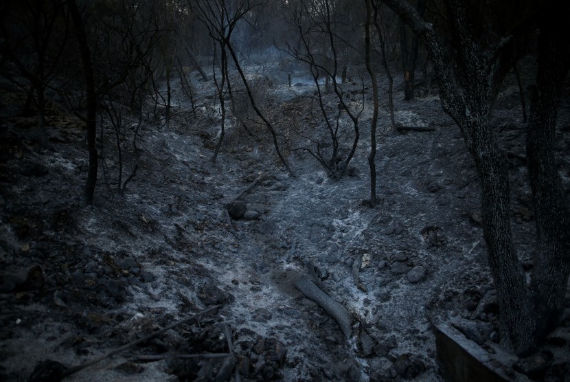 Sebuah bukit terbakar di kawasan utara Haifa, Israel, (25/11).