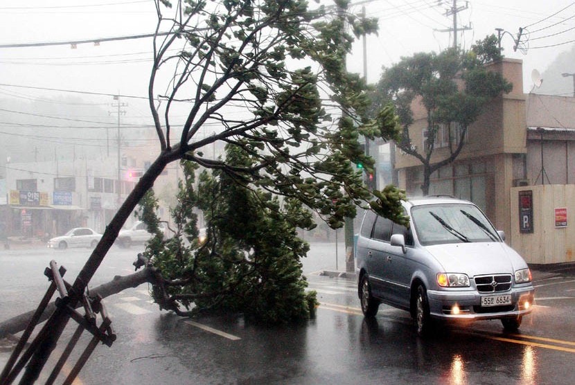  Sebuah kendaraan melewati pohon tumbang akibat Topan Bolaven di Yeosu, Korea Selatan, Selasa (28/8).   (Jang Duk-jong/AP)