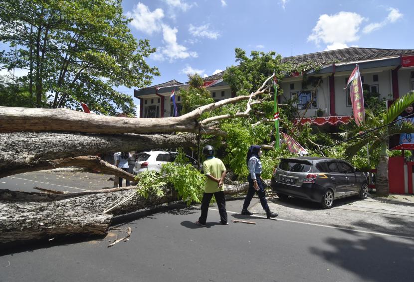 Sebuah pohon berdiameter kurang lebih tiga meter tumbang menutupi badan jalan HOS Cokro Aminoto di samping Kantor Gubernur NTB di Mataram, NTB, beberapa waktu lalu. 