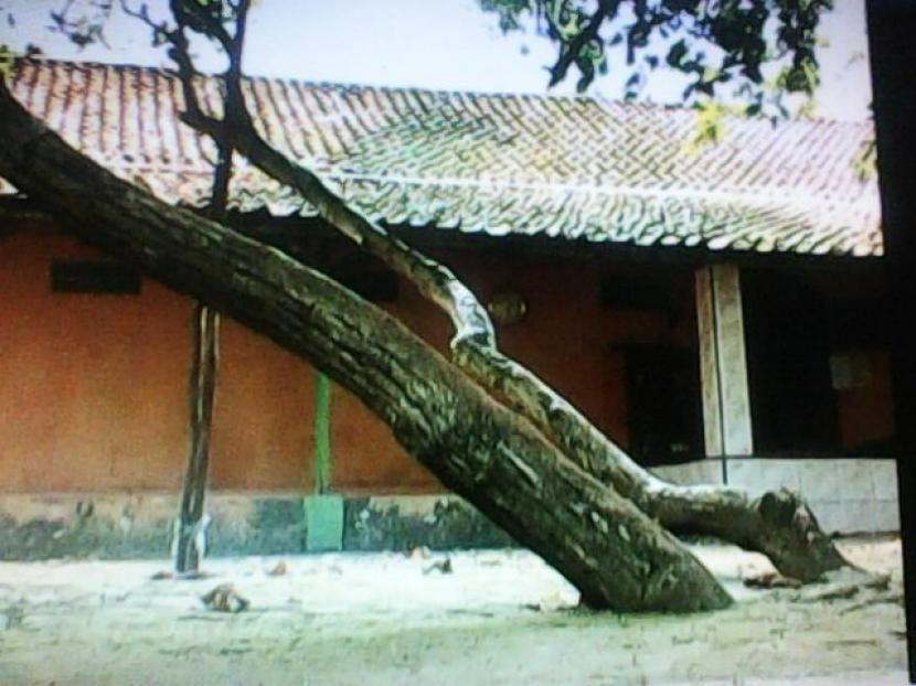 Sebuah pohon  'dengklok' (doyong) di depan serambi rumah berasitektur Betawai. (ilustrasi)