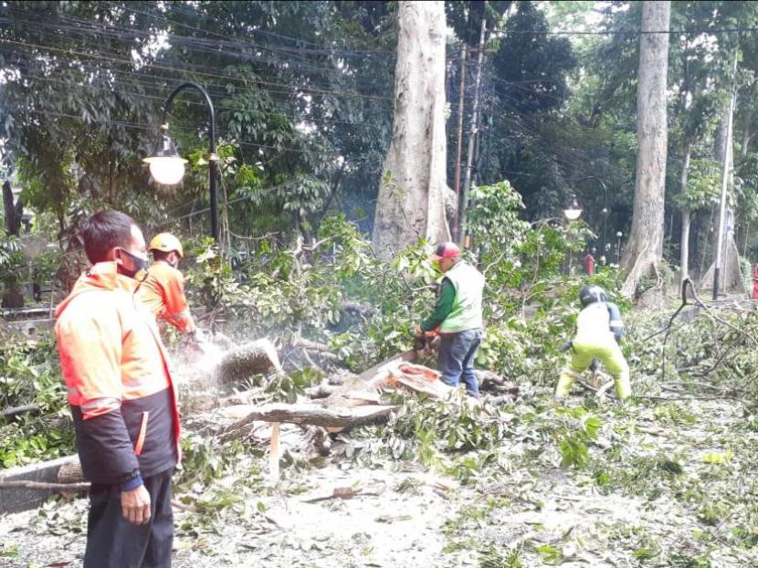 Sebuah pohon di Jalan Ahmad Yani, Kelurahan Tanah Sareal, Kecamatan Tanah Sareal, Kota Bogor tumbang dan menimpa dua orang hingga terluka pada Senin (2/11) pagi. 