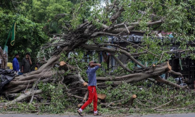 Sebuah pohon tumbang di Ahmedabad, Gujarat, setelah Topan Tauktae menghantam pantai barat India.