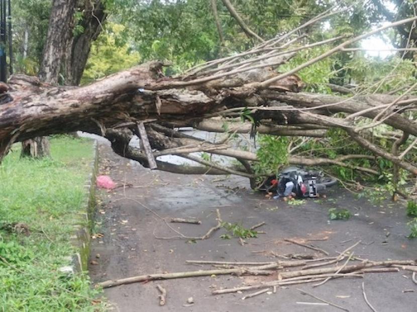 Sebuah pohon tumbang di ruas Jalan Gatot Subroto, Kabupaten Indramayu, dan menimpa seorang pengendara sepeda motor, Kamis (9/2/2023).