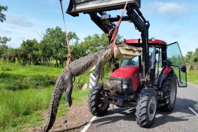 Sebuah traktor diperlukan untuk mengangkat buaya sepanjang 4,2 meter tersebut. 