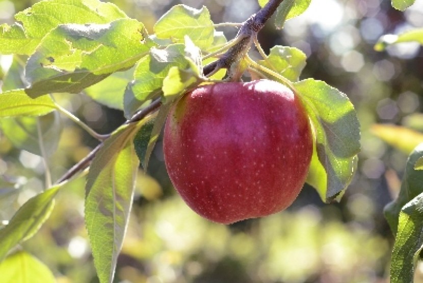 Sebutir apel merupakan contoh camilan yang tepat.