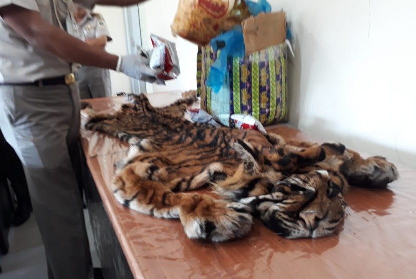 Security Bandara Internasional Minangkabau gagalkan pengiriman kulit Harimau Sumatera.