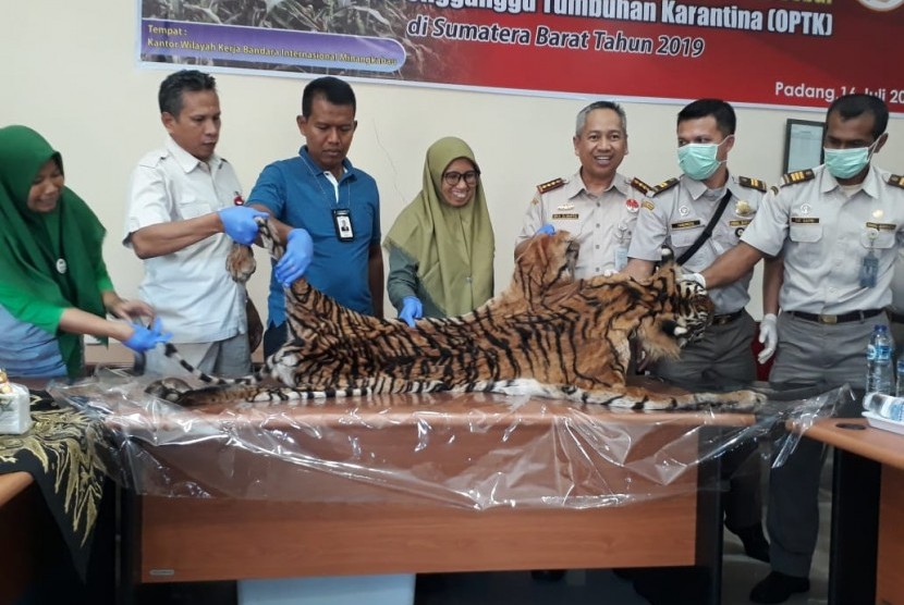 Security Bandara Internasional Minangkabau gagalkan pengiriman kulit Harimau Sumatera.