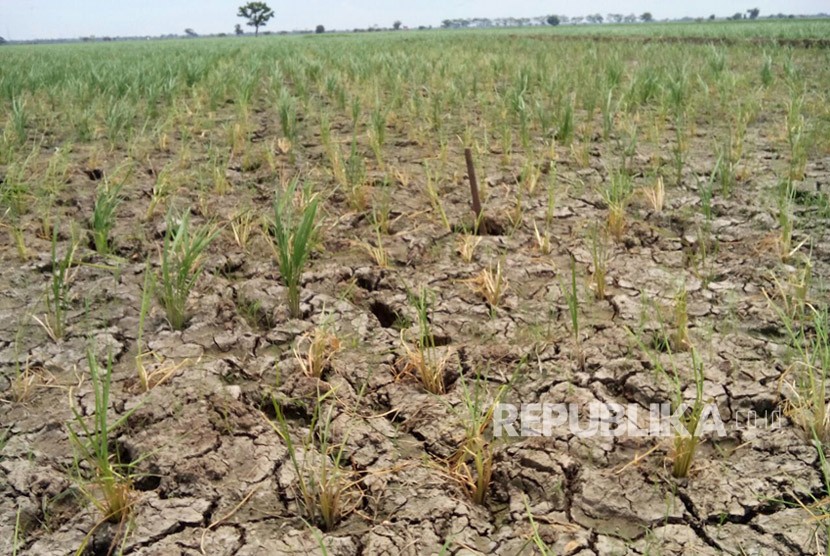 Sedikitnya 500 hektare tanaman padi yang tersebar di empat desa di  Kecamatan Kandanghaur, Kabupaten Indramayu terancam mati akibat terimbas air laut.