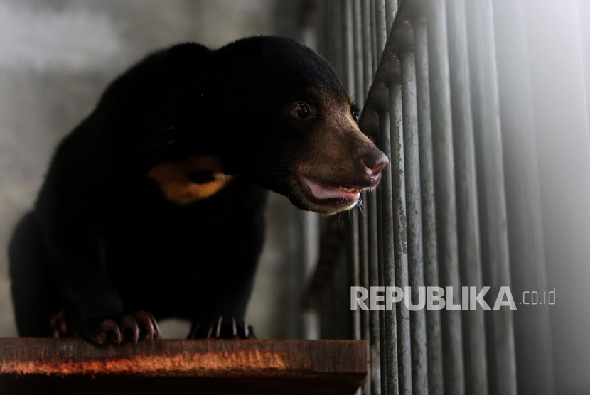 Beruang Madu Kembali Muncul di Jalur Kelok 44 Agam. Seekor anak Beruang madu sumatra (Helarctos malayanus). Ilustrasi