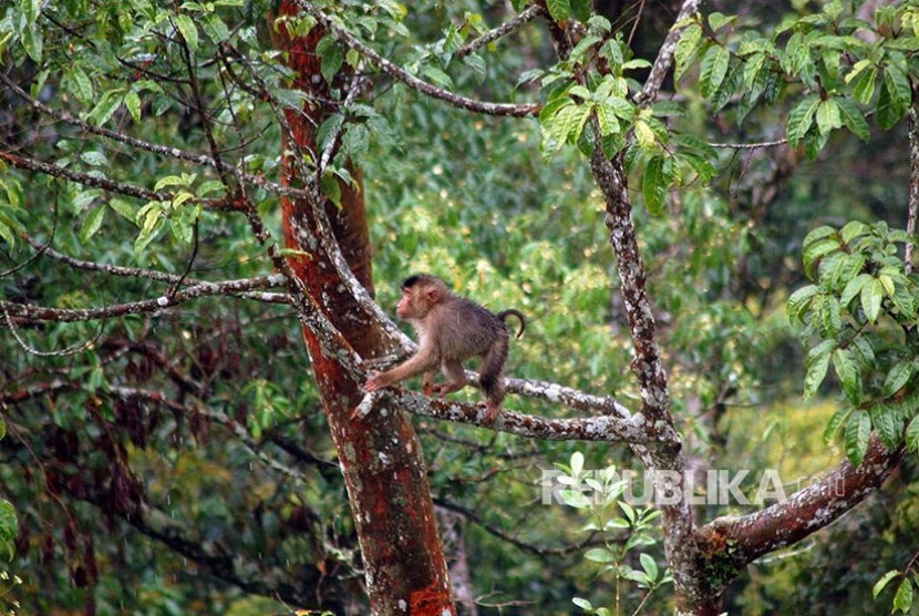 Seekor anak beruk liar bermain di pepohonan kawasan hutan Kabupaten Pasaman Barat, Sumatera Barat.