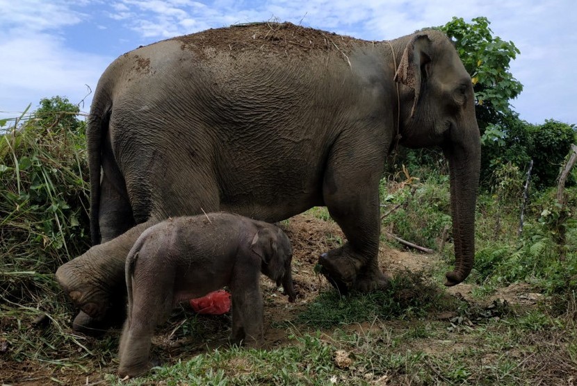 Tim Gabungan Selamatkan Anak Gajah Terjerat di Riau (ilustrasi).