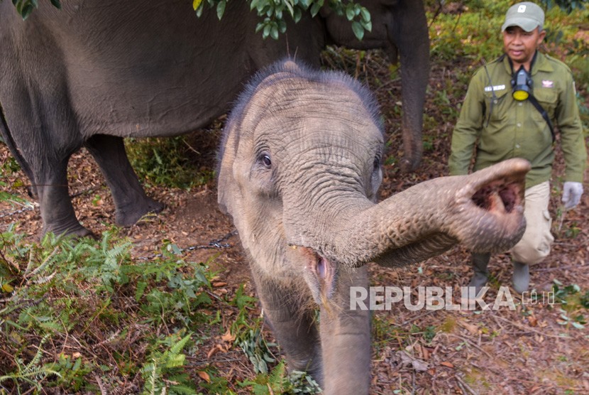 Anak Gajah Puan yang Terjerat Kini Terpisah dari Induknya. Seekor anak gajah sumatera (ilustrasi). 