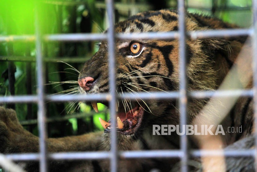 Seekor anak harimau sumatra (Panthera tigris sumatrae) terperangkap dalam kerangkeng yang dipasang Balai Konservasi Sumber Daya Alam (BKSDA) Sumbar di hutan Palupuh, Kabupaten Agam, Sumatra Barat, Ahad (15/4). 