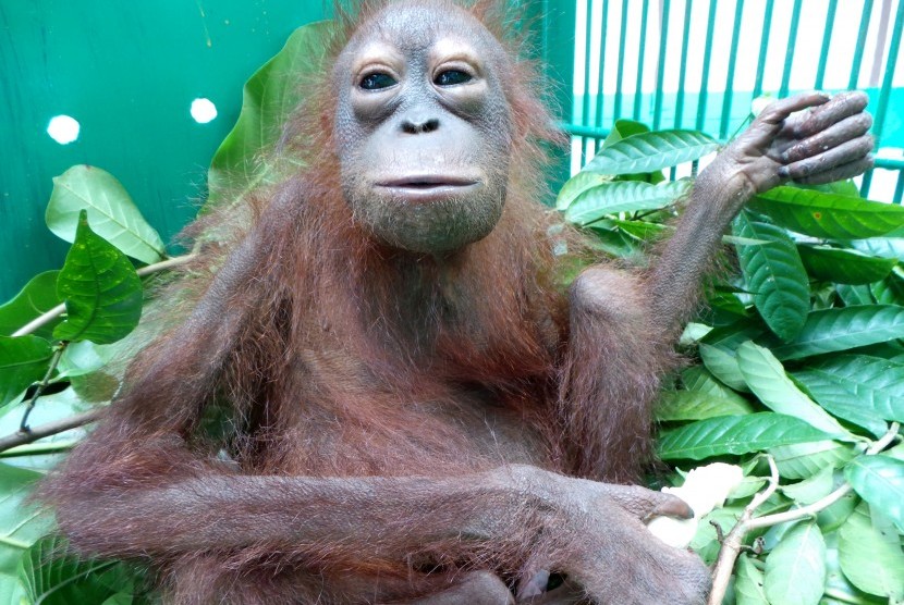 Seekor anak orangutan dirawat di kantor Balai Konservasi Sumber Daya Alam Daerah Kalimantan Tengah di Sampit, Kabupaten Kotawaringin Timur, Rabu (30/3).