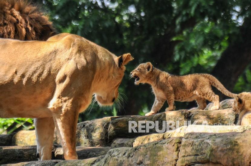 Seekor anak singa (Panthera leo) bersama induknya bermain di dalam kandang satwa di Kebun Binatang Bandung, Jawa Barat.