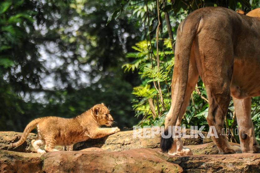 Seekor anak singa (Panthera leo) bersama induknya bermain di dalam kandang satwa di Kebun Binatang Bandung, Jawa Barat. Pemkot Bandung tetap klaim miliki Kebun Binatang meski masih tunggu putusan sidang.