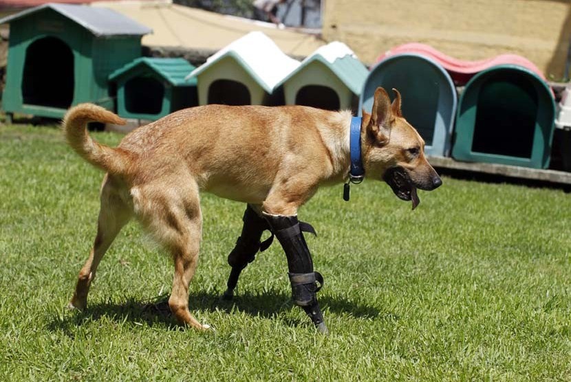 Seekor anjing bernama Pay de Limon (Lemon Pay) berjalan dengan dua kaki buatan di penampungan penyelamatan hewan Milagros Caninos di Mexico City, Rabu (29/8). (Tomas Bravo/Reuters)