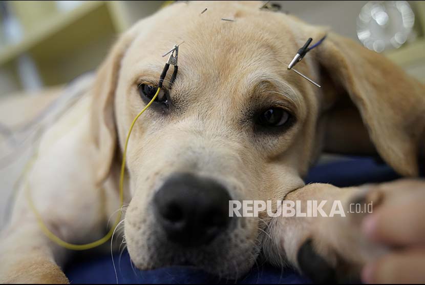 Seekor anjing pasien Shanghai TCM (Traditional Chinese Medicine) Neurology and Acupuncture Animal Health Center di Shanghai, Cina.