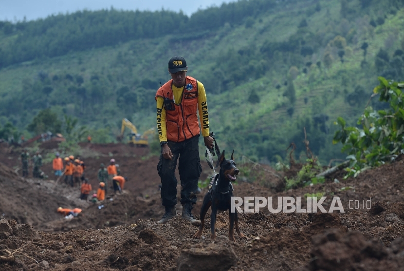 Seekor anjing pelacak mencari jenazah korban yang tertimbun longsor di Desa Banaran, Kecamatan Pulung, Ponorogo, Jawa Timur, Senin (3/4).