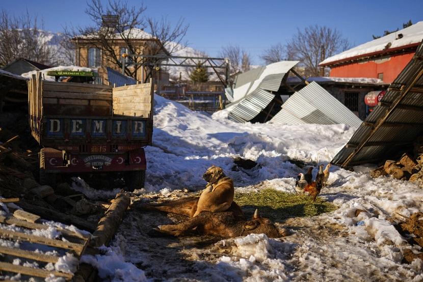 Seekor anjing penjaga di sebuah peternakan kecil berbaring di atas salah satu sapi yang mati akibat luka yang dideritanya akibat gempa, di desa Polat, Turki, Ahad, 12 Februari 2023. 