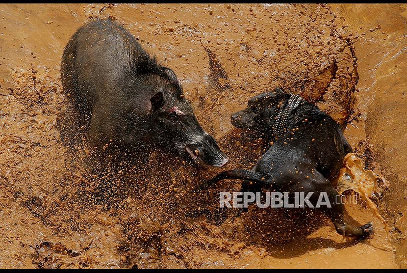 Seekor babi hutan dan anjing jenis pitbull bertarung di arena Adu Bagong di Desa Cikawao, Majalaya, Kabupaten Bandung, Jawa Barat.