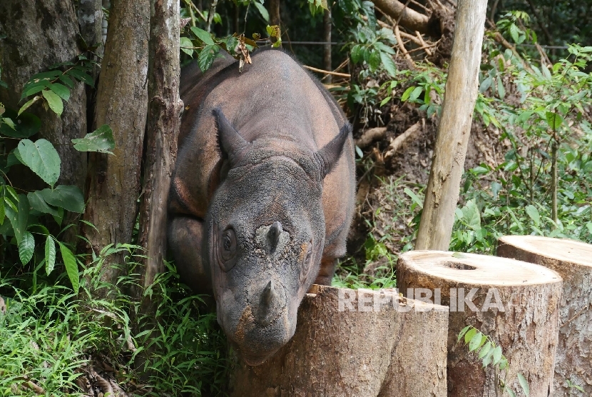 Seekor Badak jantan bernama Harapan melintas di dalam Suaka Rhino Sumatera (SRS) Taman Nasional Way Kambas (TNWK), Lampung Timur, Senin (20/3).