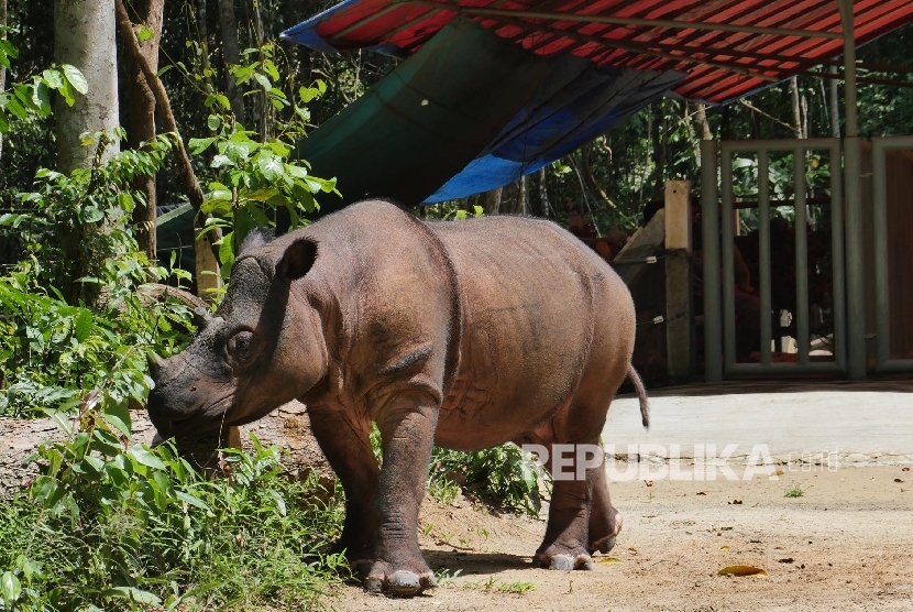 Seekor badak jantan bernama Harapan melintas di depan kandangnya di Suaka Rhino Sumatera (SRS) Taman Nasional Way Kambas (TNWK), Lampung Timur, Senin (20/3).