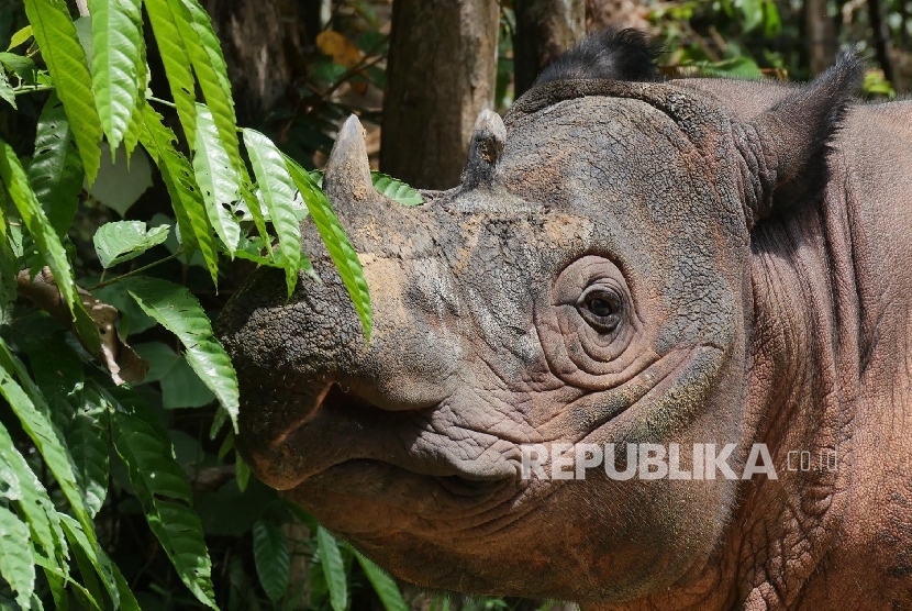 Seekor Badak jantan bernama Harapan tampak bersembunyi dibalik dedaunan di dalam Suaka Rhino Sumatera (SRS) Taman Nasional Way Kambas (TNWK), Lampung Timur.