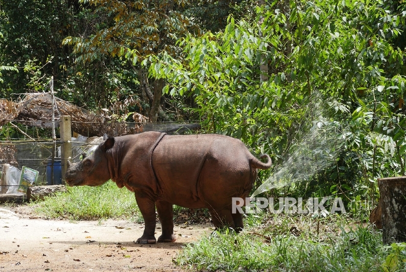 Aceh Timur akan Miliki Suaka Badak Sumatera. Seekor Badak jantan bernama Harapan Nampak buang air kecil di dalam Suaka Rhino Sumatera (SRS) Taman Nasional Way Kambas (TNWK), Lampung Timur.