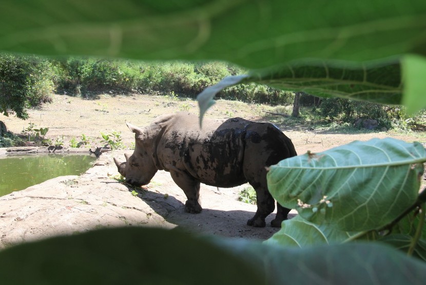 Badak (ilustrasi). Hasil pantauan video memperlihatkan kelahiran empat ekor anak badak Jawa (Javan rhinoceros) di Taman Nasional Ujung Kulon, Banten.