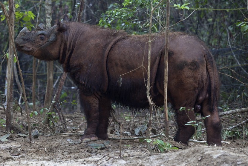 Seekor badak Sumatera bercula dua.