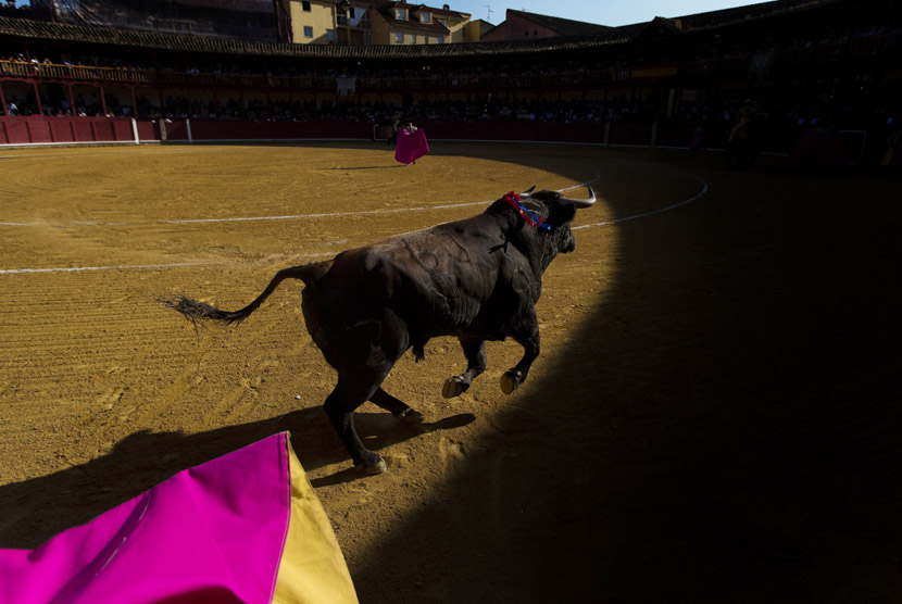  Seekor banteng berlari dalam lomba adu banteng di Toro, Spanyol, Rabu (28/8).    (AP/Daniel Ochoa de Olza)