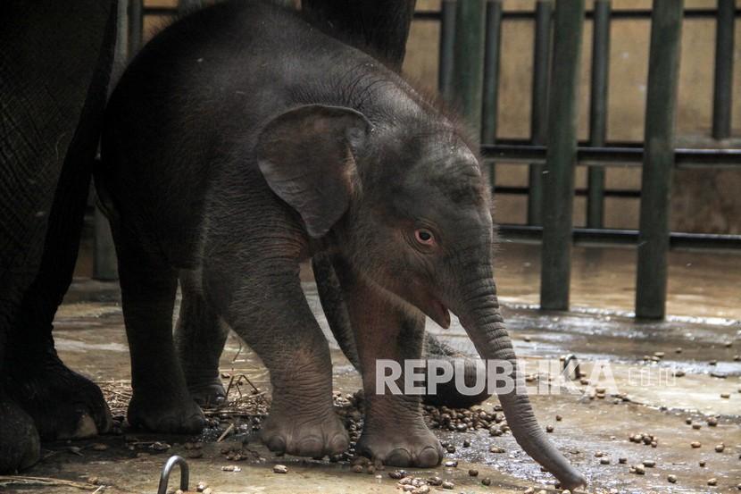 Seekor bayi gajah sumatera (Elephas maximus sumatrensis) berkelamin betina bersama induknya di kandang Taman Safari Prigen, Pasuruan, Jawa Timur, Rabu (12/8/2020). Bayi gajah yang lahir pada 14 Juli 2020 dengan berat 80 kg dan tinggi 85 cm tersebut lahir dari indukan betina bernama Siska dan pejantan bernama Wahid tersebut menambah koleksi gajah Sumatera di taman itu menjadi 20 ekor. 