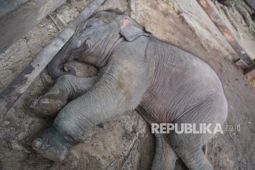 Seekor bayi gajah sumatra (Elephas maximus sumatrensis) 