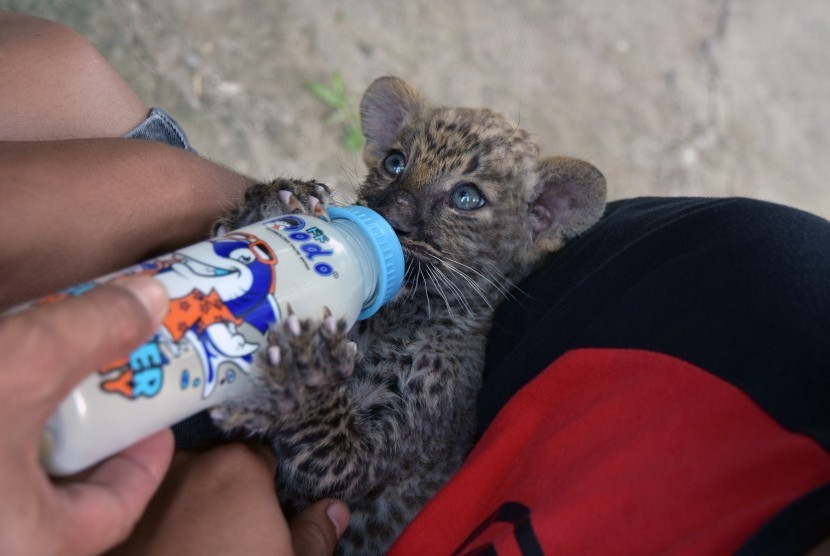 Seekor bayi Leopard (Panthera Sp.) minum susu, (ilustrasi).