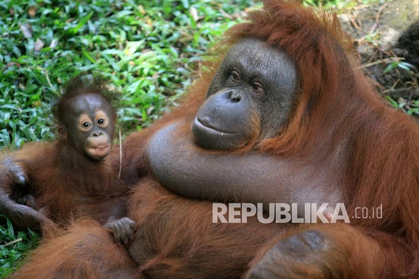 Seekor bayi orangutan Kalimantan (Pongo Pyhmaeus) berkelamin betina bernama Nanda bersama induknya di kandang Taman Safari Prigen, Pasuruan, Jawa Timur, Rabu (12/8/2020). Bayi orangutan yang lahir pada 11 Maret 2020 secara normal tersebut lahir dari indukan betina bernama Naning dan pejantan bernama Bima menambah individu orangutan di taman itu menjadi 22 ekor.