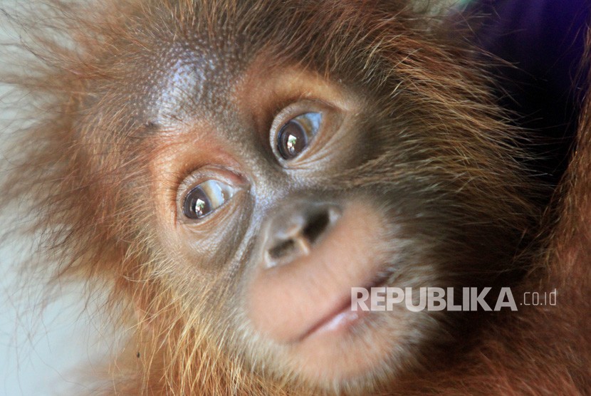 Seekor bayi Orangutan Sumatra (Pongo abelii)